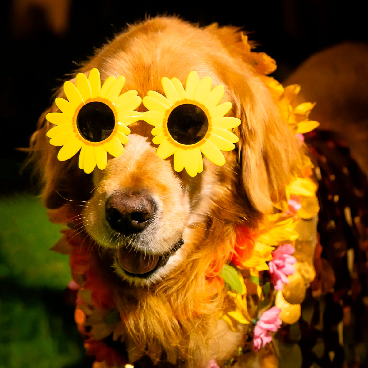 A golden retriever wearing sunflower-shaped glasses and a flower garland.