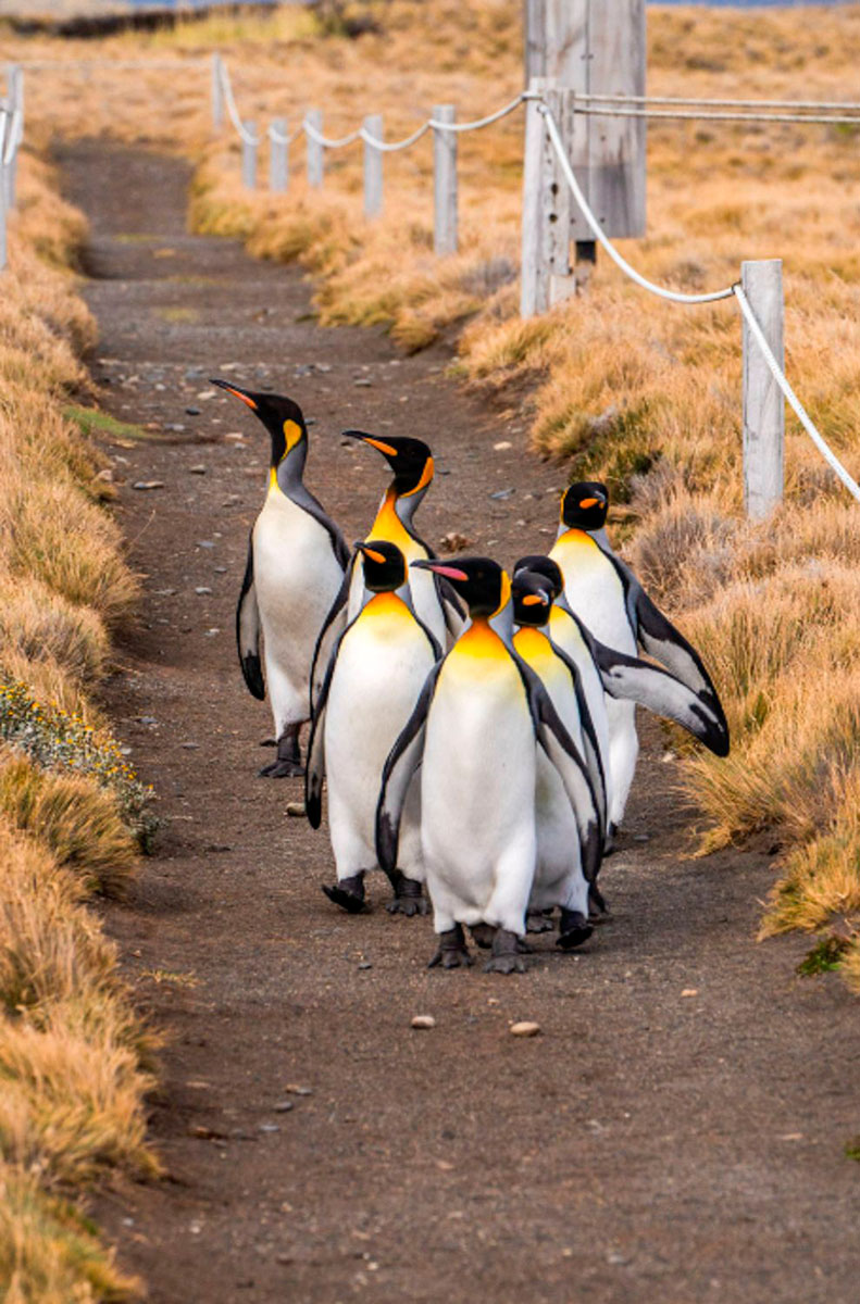 A line of king penguins walking together down a dirt path in Patagonia.