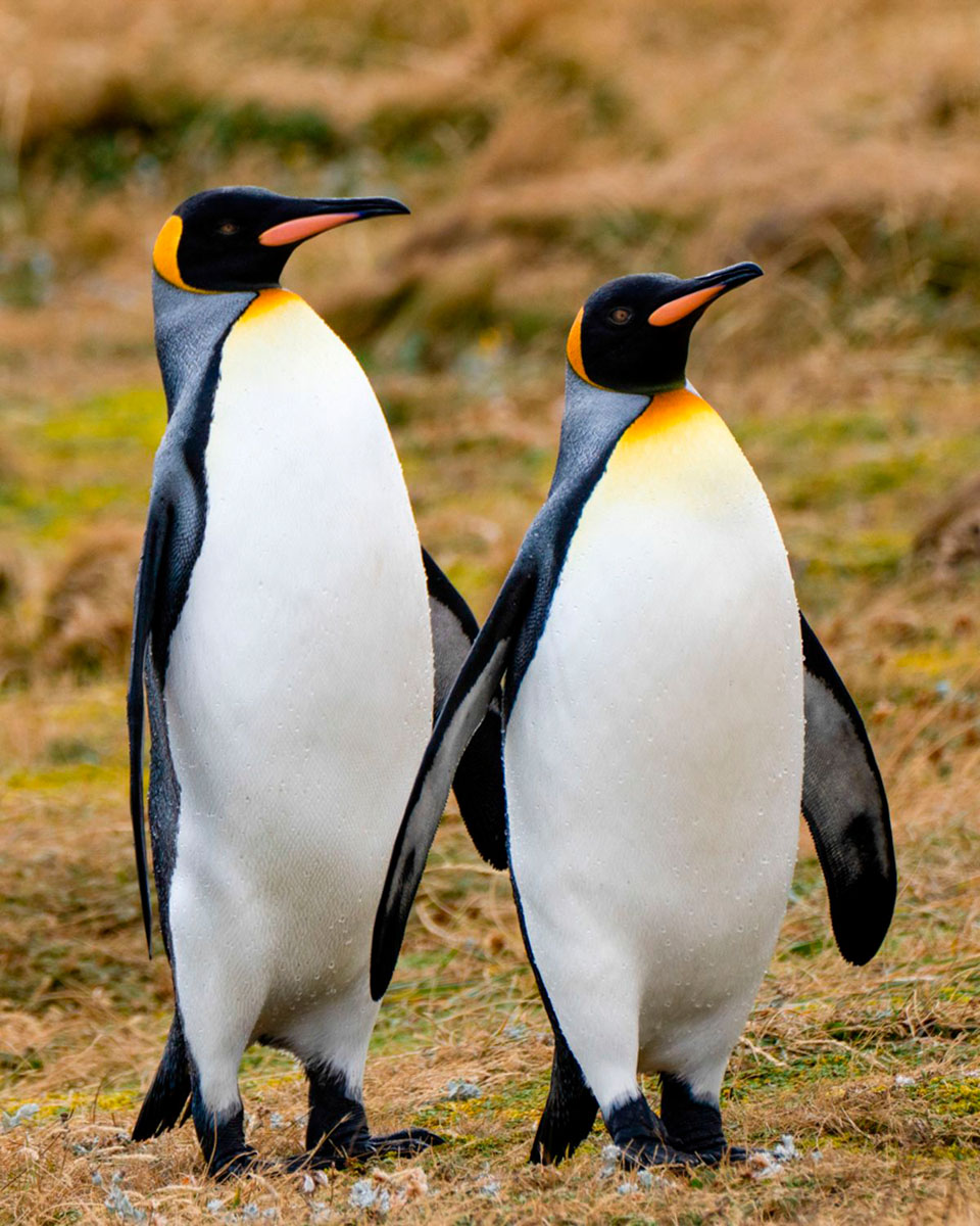 Two king penguins standing side by side on golden grass.