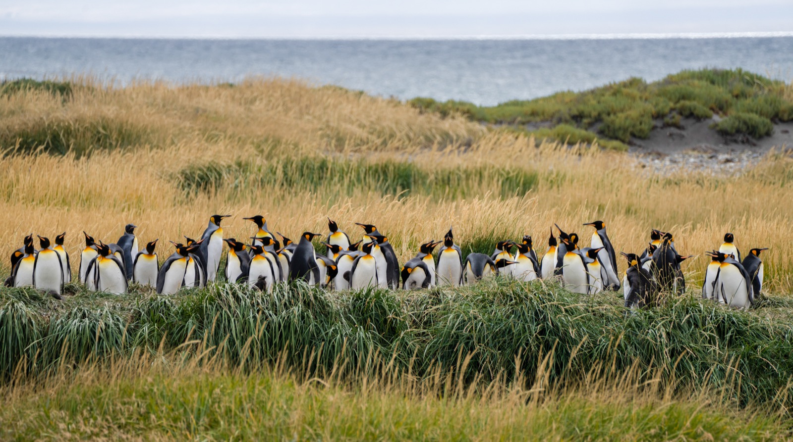 A colony of king penguins standing in a row among golden grass, with the sea behind them in Patagonia.