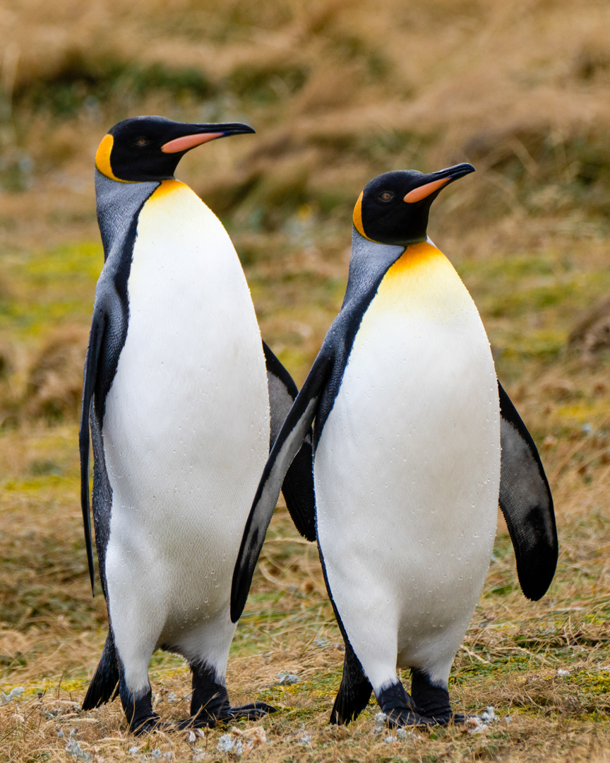 Two king penguins standing side by side on golden grass, one flipper overlapping the other.
